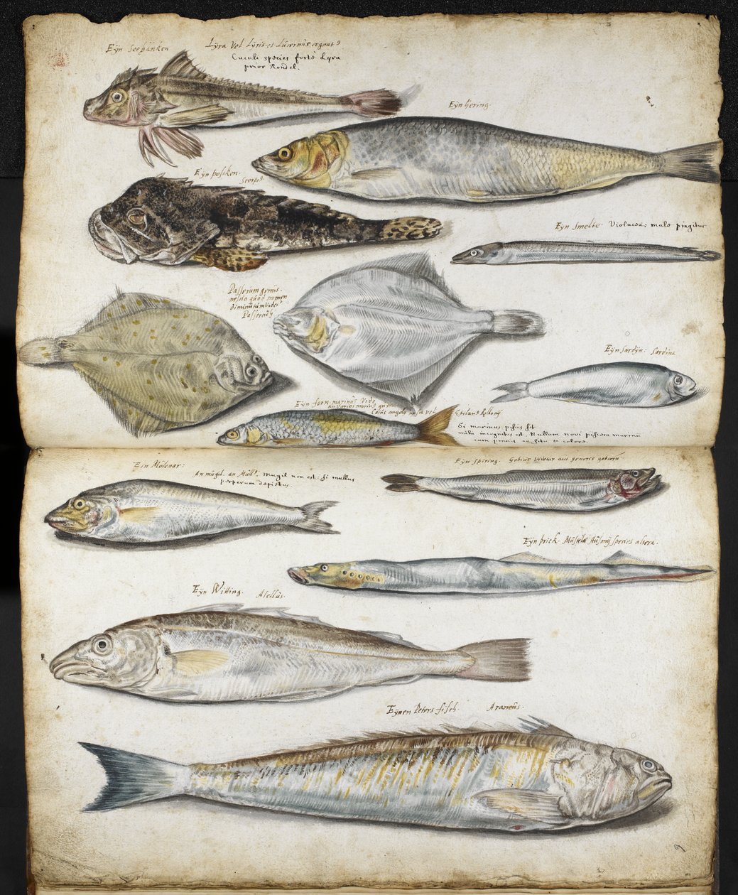Ilustrace vztahující se k De Historia Piscium, John Ray, c.1686 (akvarel na papíře) od English School