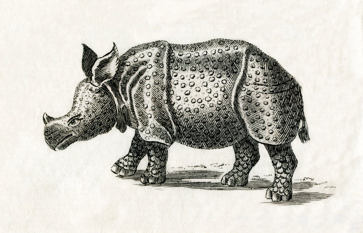 Nosorožec indický nebo větší nosorožec jednorohý, Rhinoceros unicornis, z tisku (rytina) z 18. století od English School