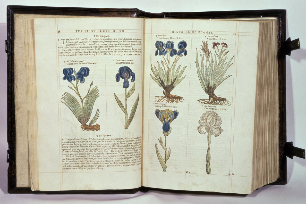 Iris (Flowers de-luce), šest odrůd z „První knihy historie rostlin“ od Johna Gerarda, vydané v roce 1597 od English School