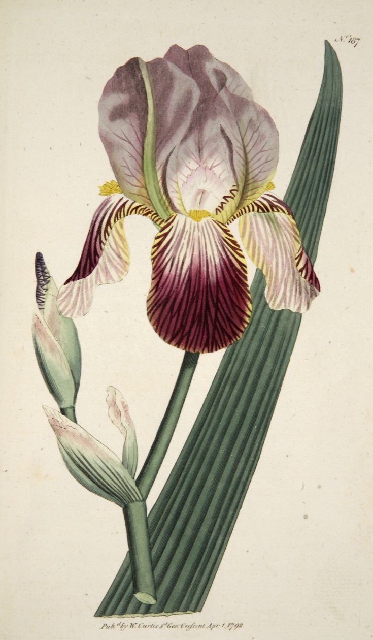 Iris Sambucina (Iris vonící bezem), z The Botanical Magazine or Flower Garden Displayed, pub. 1792 (ručně kolorovaná rytina) od English School