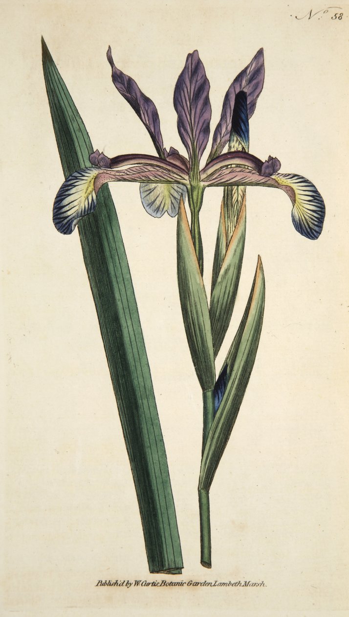 Iris Spuria (Spurious Iris), z The Botanical Magazine or Flower Garden Displayed, pub. 1790 (ručně kolorovaná rytina) od English School