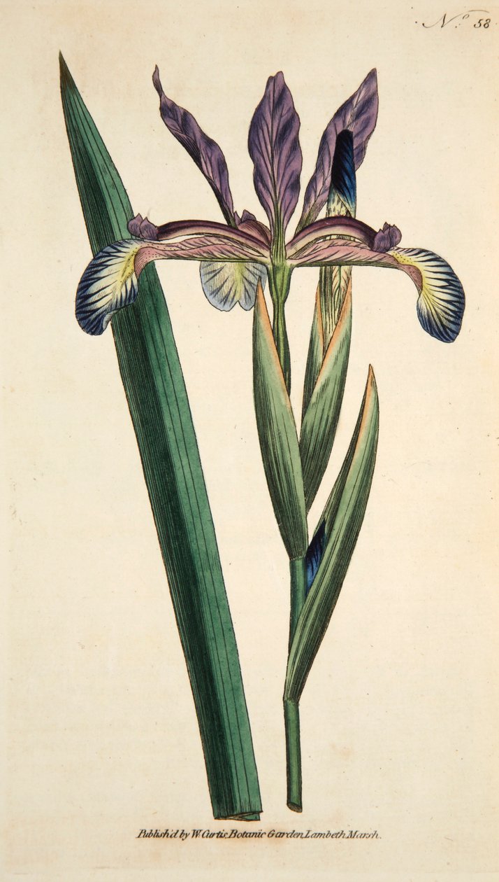Iris Spuria Spurios Iris, hospoda. 1790 ručně kolorovaná rytina. od English School