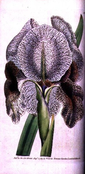 Iris susiana od English School