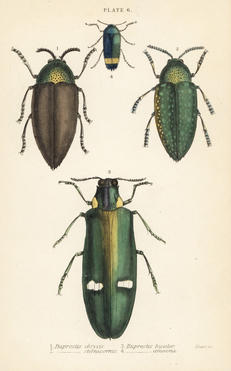 Klenotníci: Buprestis chrysis 1, Buprestis sternicornis 2 od English School