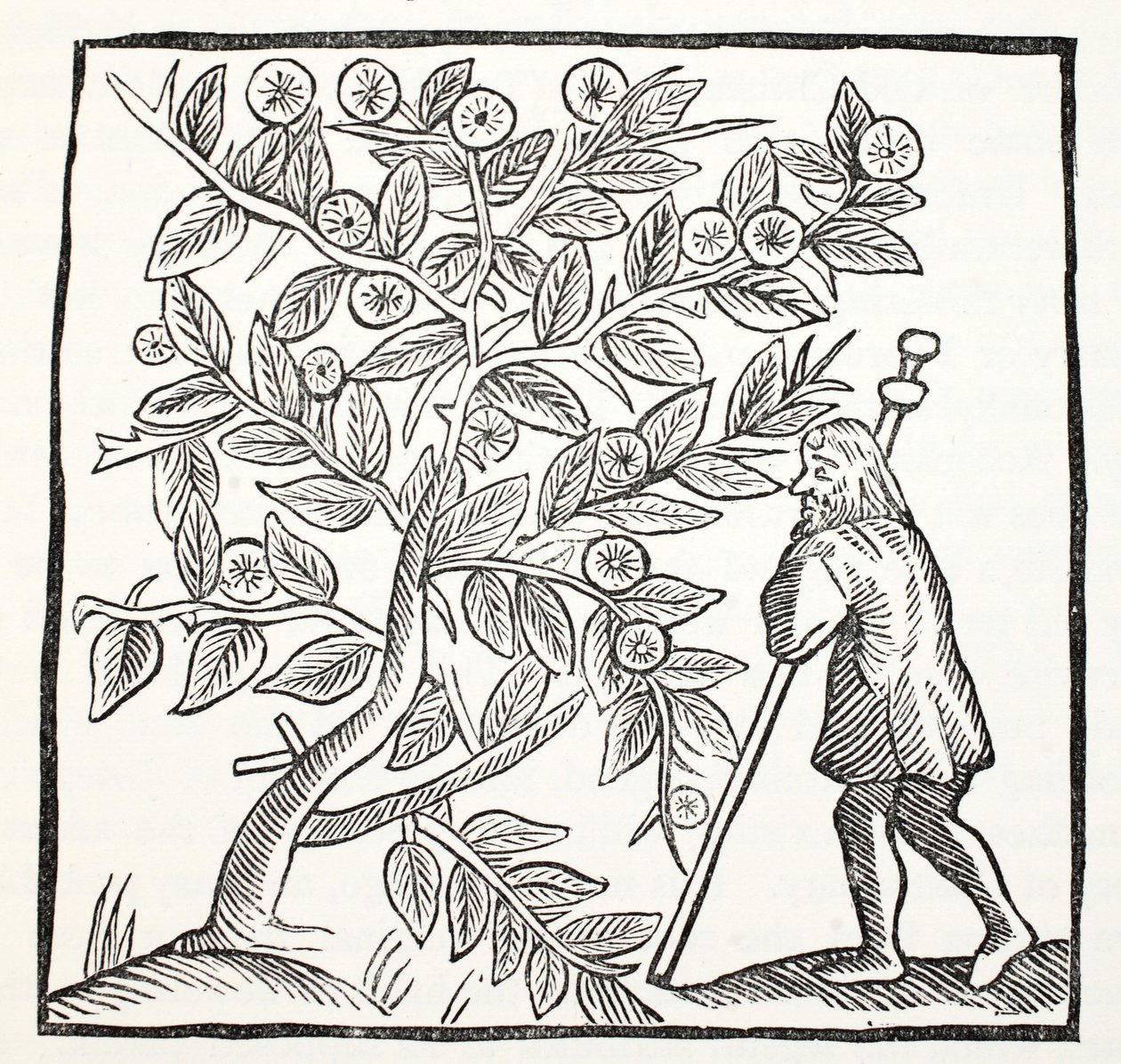Joseph of Arimathea and the Glastonbury Thorn, ilustrace z Chap-books of the Eighteenth Century od Johna Ashtona, pub. 1882 od English School