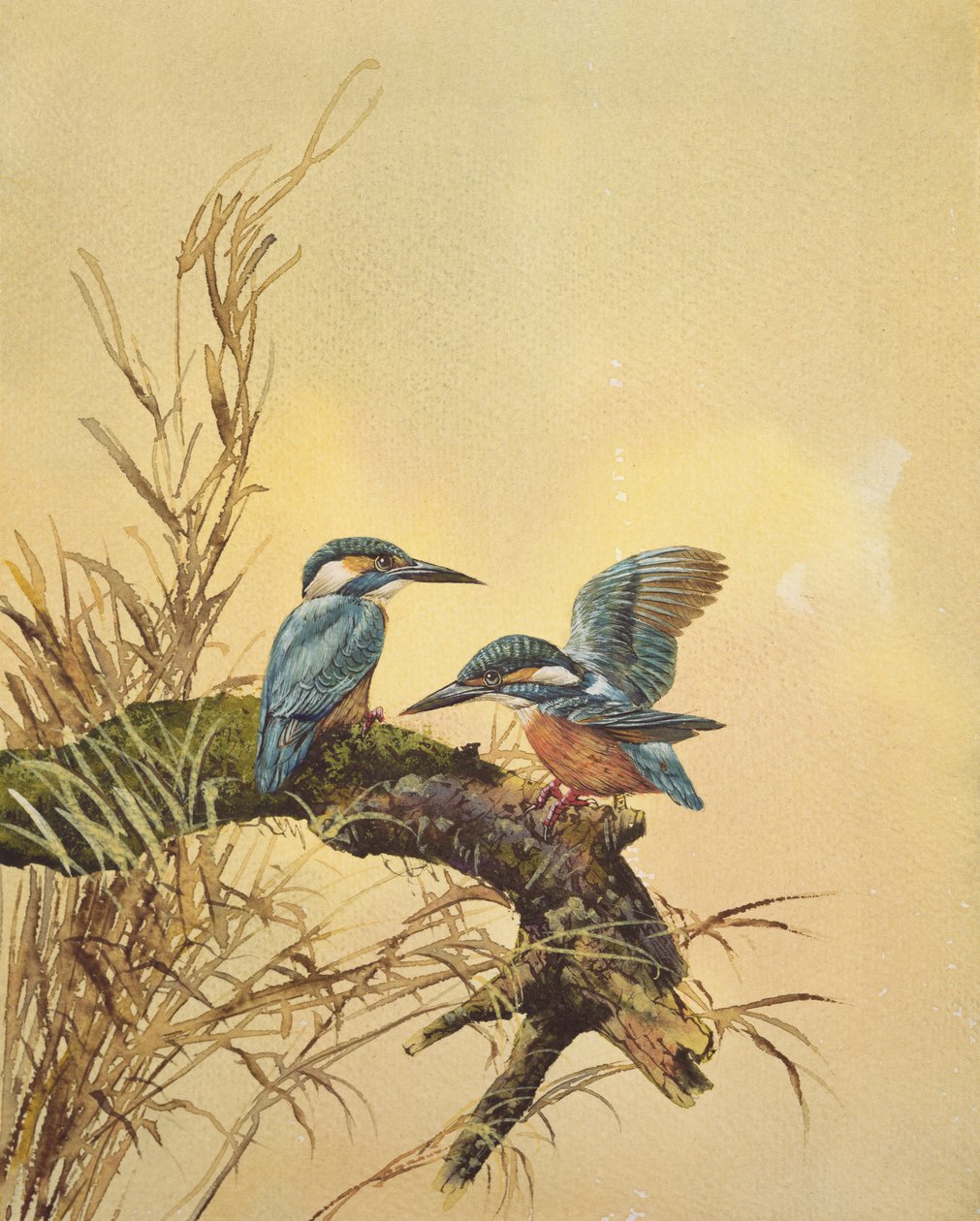 Kingfishers, cca 1890 (wc na papíře) od English School