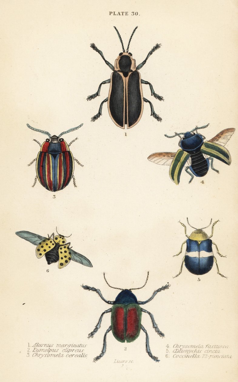 List brouci: Alurnus marginatus 1, Eumolpus curpreus 2, Chrysolina cerealis 3, listnatec hluchavkový, Chrysolina fastuosa 4 od English School