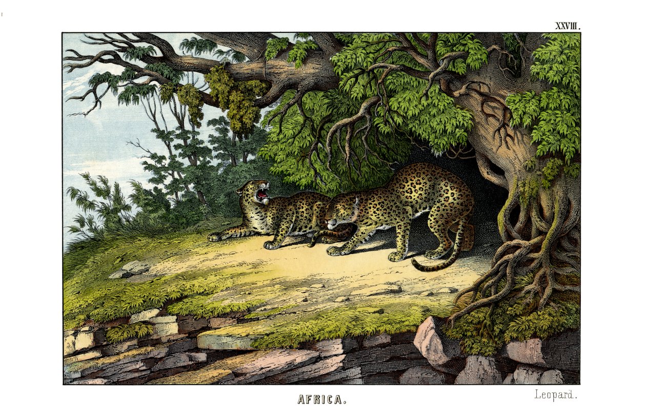 Leopard od English School