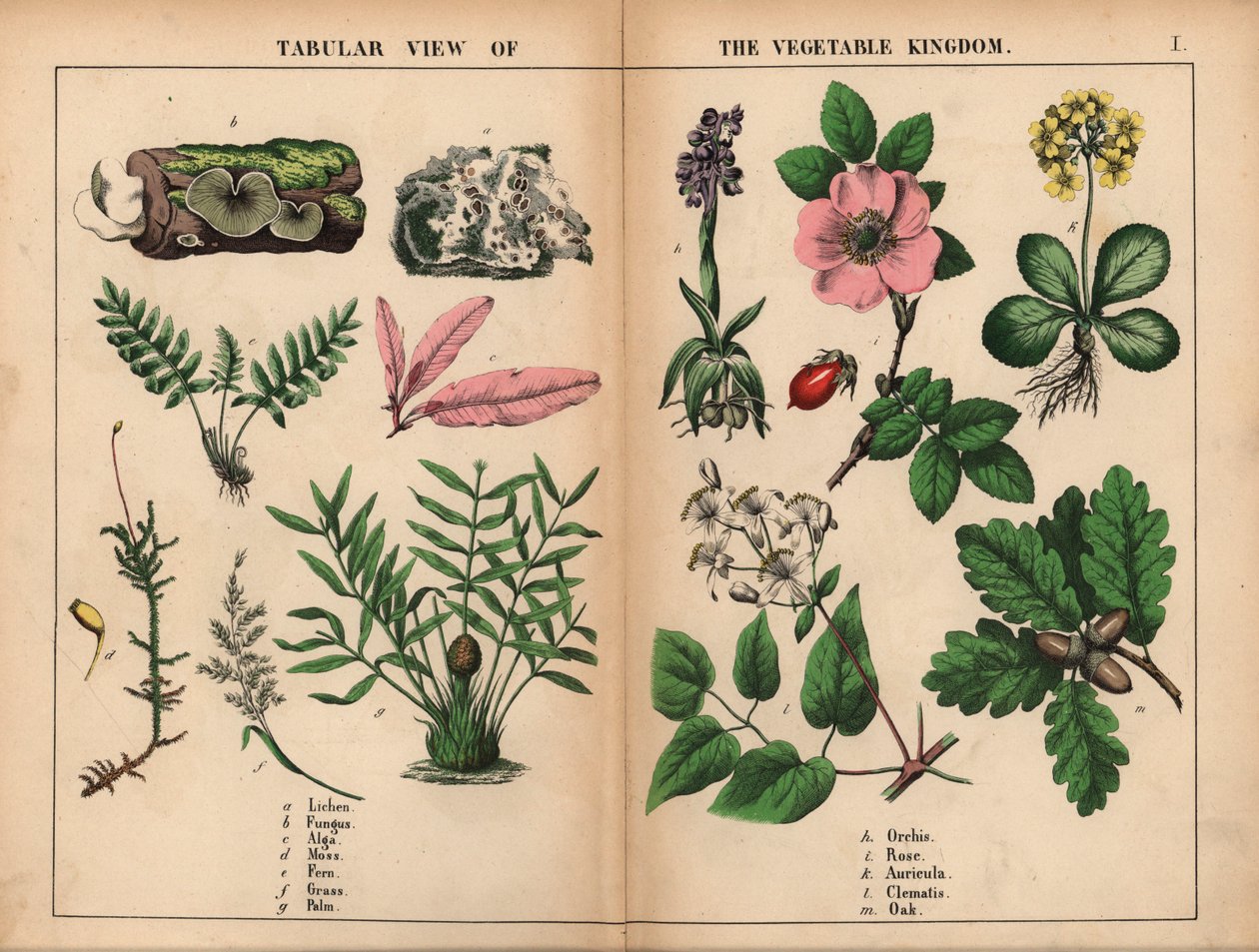 Lišejník, houba, řasa, mech, kapradina, tráva, palma, orchidej, růže, auricula, plamének a dub. , z „Poučné obrázkové knihy aneb lekce ze světa zeleniny“, [Charlotte Mary Yonge], Edinburgh od English School