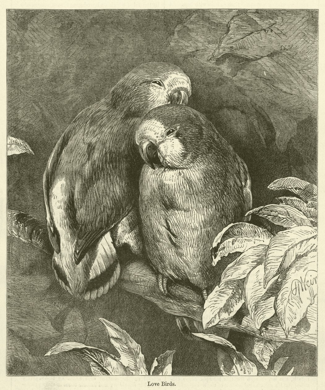 Love Birds (rytina) od English School