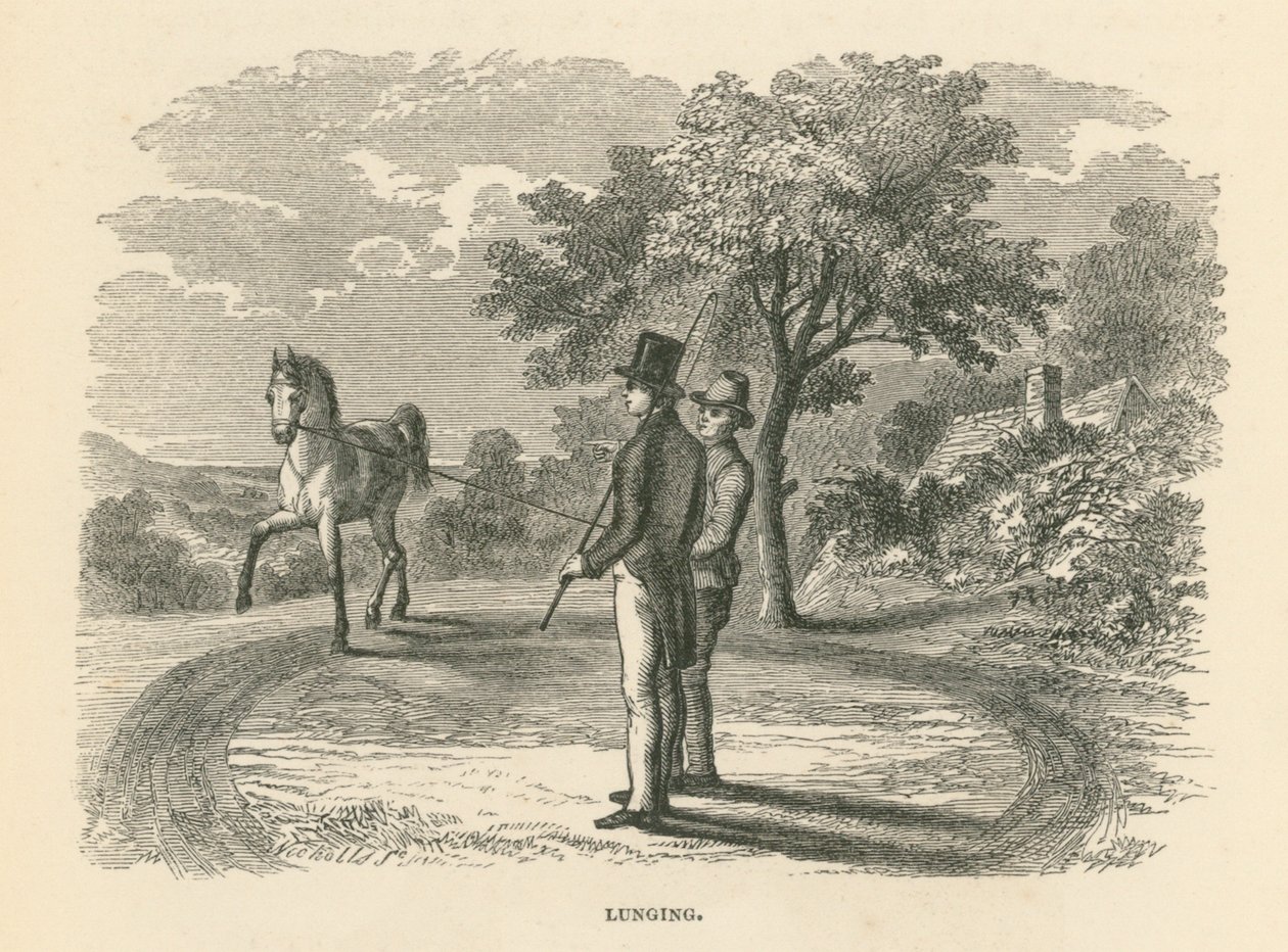 Lunging (rytina) od English School