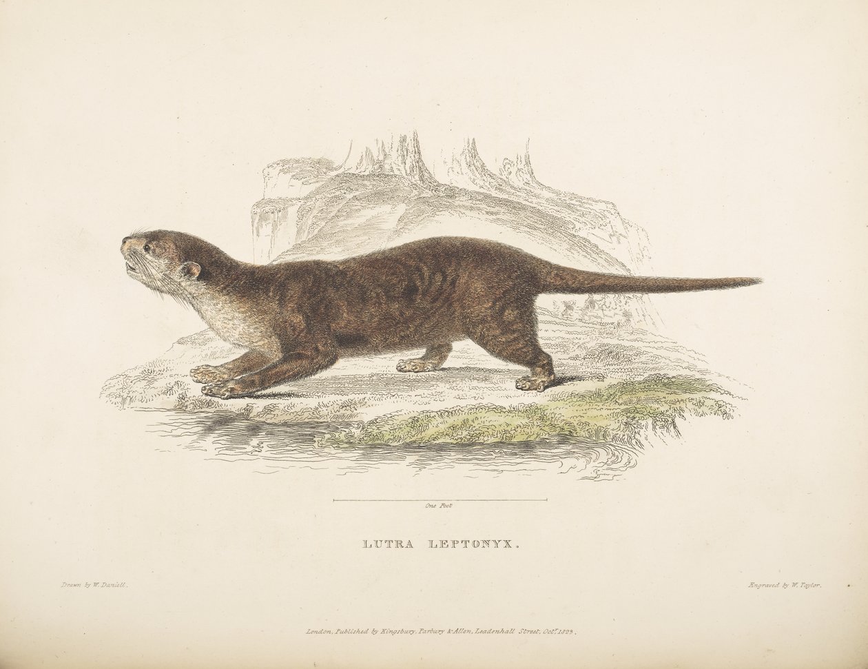 Lutra Leptonyx, ze „Zoologické výzkumy na Jávě a sousedních ostrovech“, Thomas Horsfield od English School