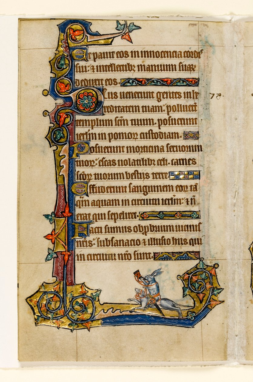 MS 1-2005, fol. 115v: Králík jedoucí na psovi, lov, okrajová dekorace z Macclesfieldského žaltáře, Use of Sarum, East Anglia, c.1330 od English School