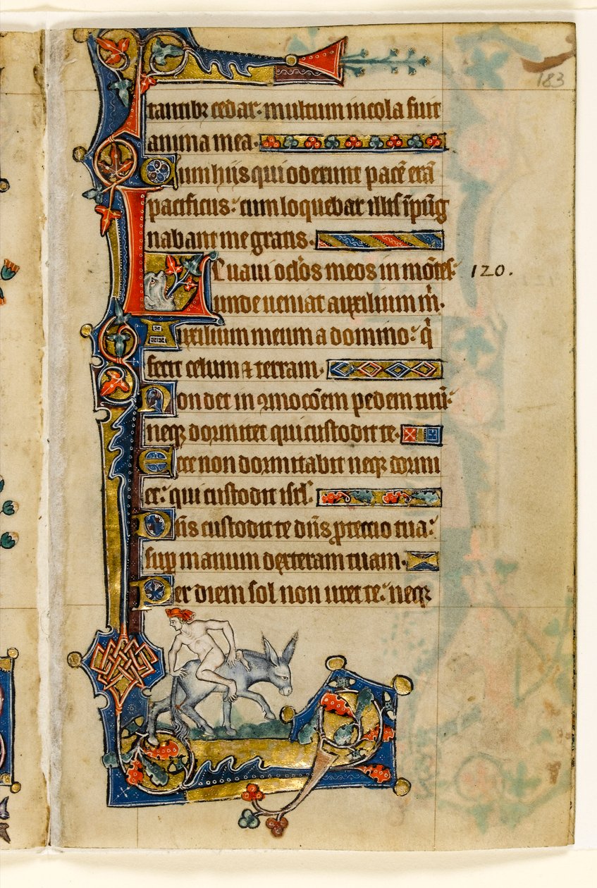 MS 1-2005, fol. 183r: A Man Riding Backwards, okrajová dekorace z Macclesfieldského žaltáře, Use of Sarum, East Anglia, c.1330 od English School