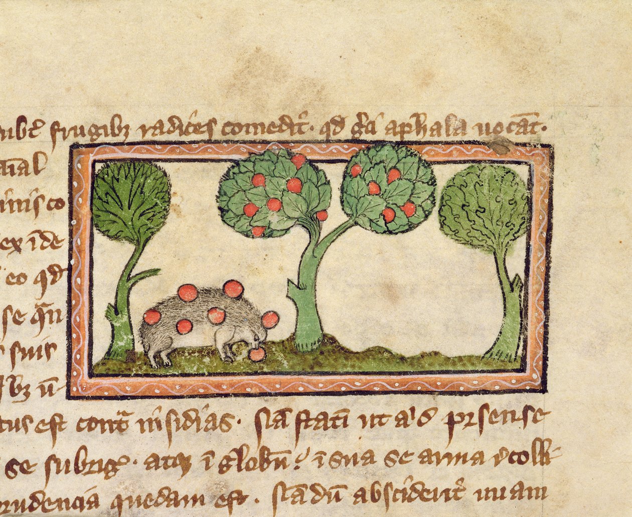 MS 379 f.13r Ježek sbírající jablka, detail z bestiáře, anglicky od English School