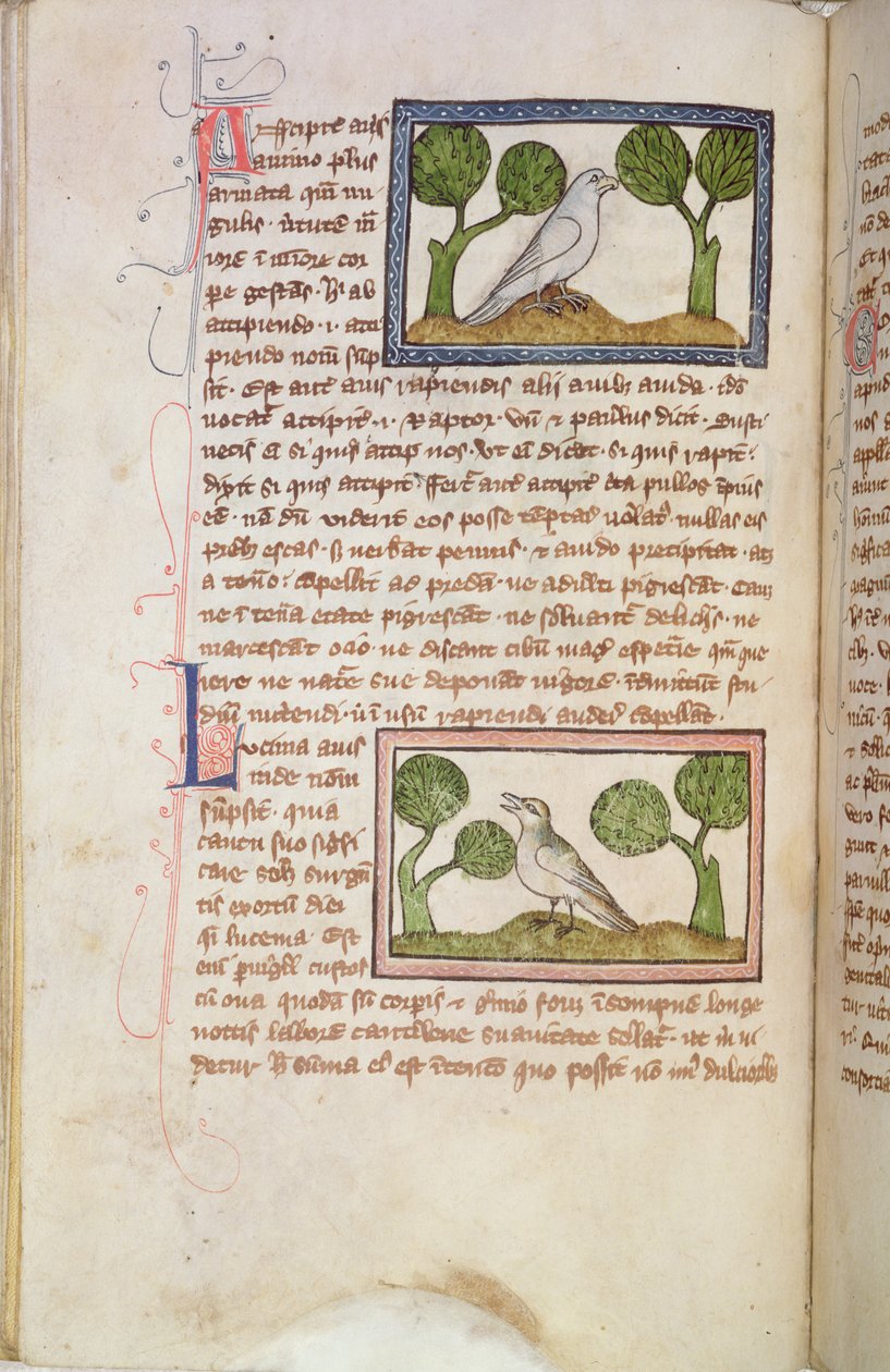 MS 379 f.22v Strana textu s bílým jestřábem a slavíkem, z bestiáře (pergamen) od English School
