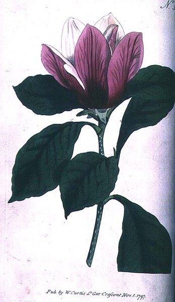 Magnolia (Magnolia purpurea), deska 390 od Williama Curtise 