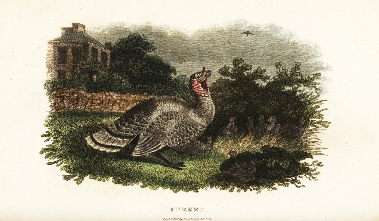 Krůtí samec, Meleagris gallopavo, chránící slepici bantamovou před dravým jestřábem od English School