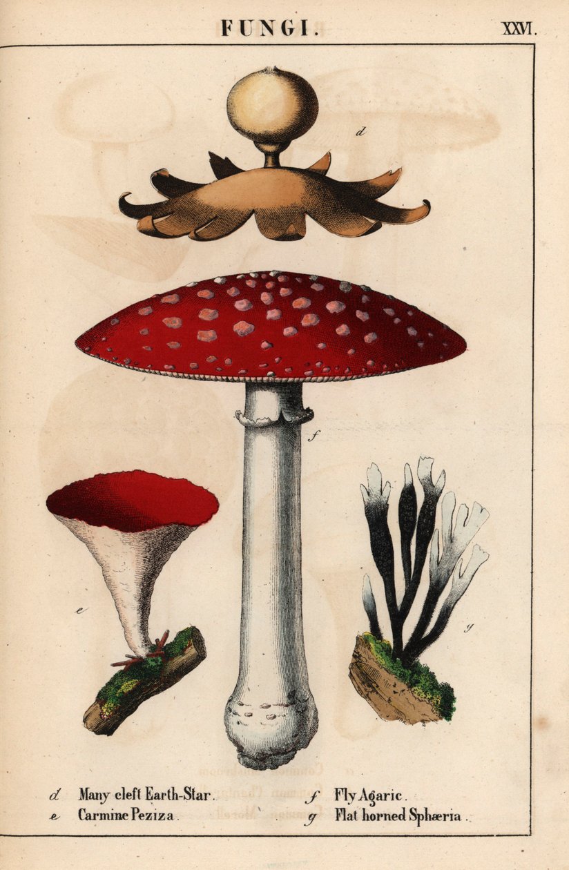 Mnohorozštěp Geastrum, karmín Peziza, muchomůrka Amanita muscaria a houby sphaeria s plochými rohy.   , z „Poučné obrázkové knihy aneb lekce ze světa zeleniny“, [Charlotte Mary Yonge], Edinburgh od English School