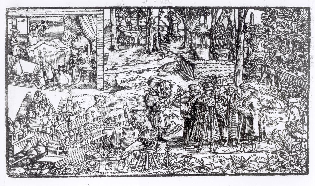 Pěstování lékařských bylin, 1531 od English School