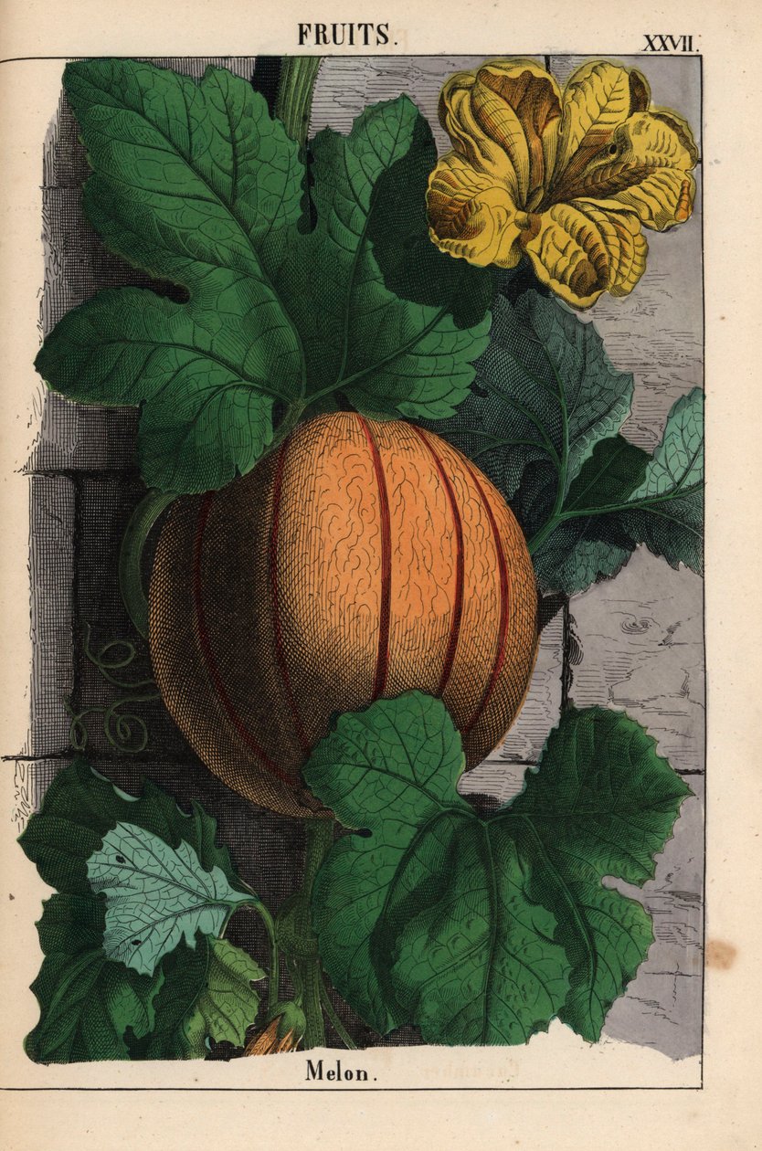 Meloun se zralými oranžovými plody, žlutým květem a velkými tmavě zelenými listy Cucumis melo   , z „Poučné obrázkové knihy aneb lekce ze světa zeleniny“, [Charlotte Mary Yonge], Edinburgh od English School