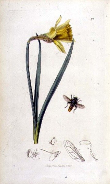 Merodon clavipes (vznášedlo) a narcis, publikoval John Curtis v "British Entomology" 1823-40 (kolorovaná rytina) od English School