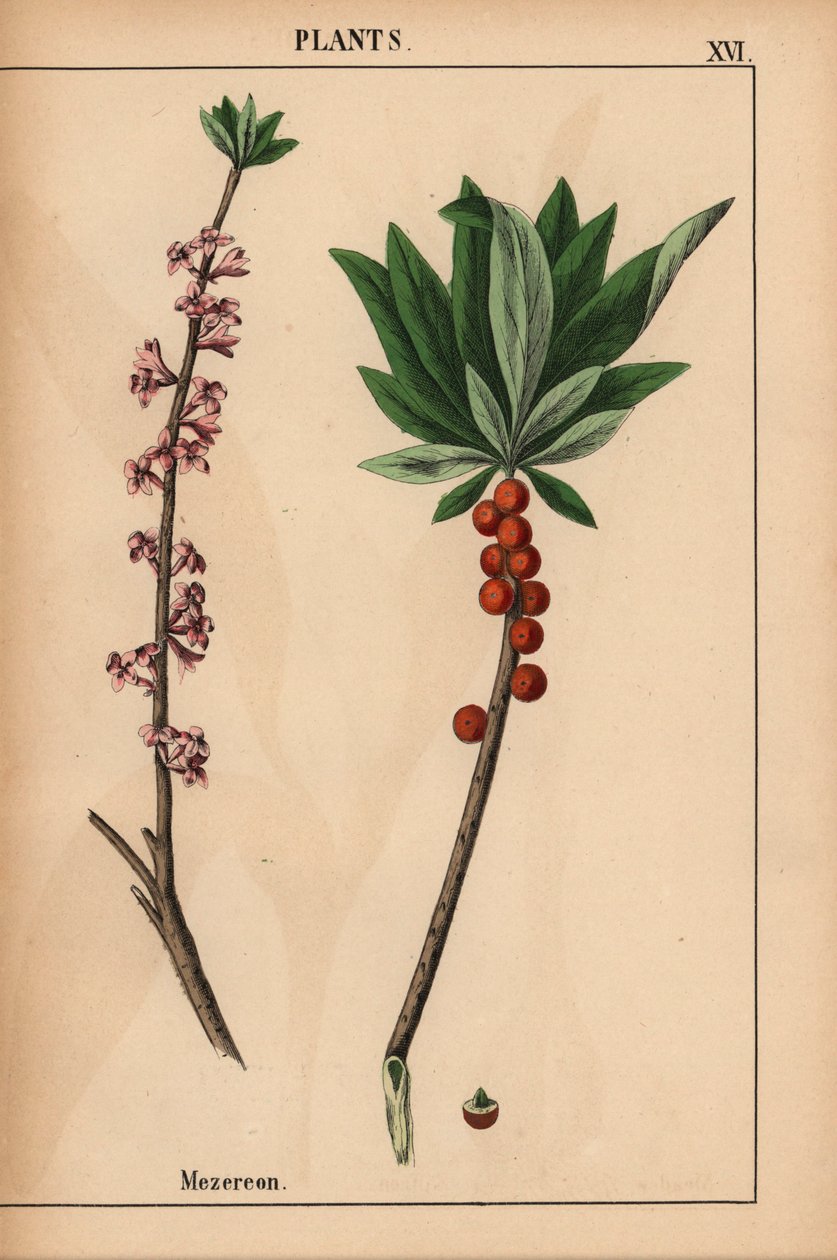 Mezereon s červenými bobulemi a růžovými květy.  , z „Poučné obrázkové knihy aneb lekce ze světa zeleniny“, [Charlotte Mary Yonge], Edinburgh od English School