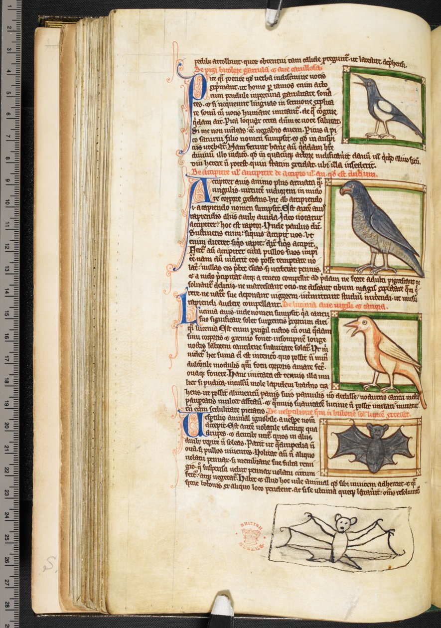 Miniatury ptáků a okrajová kresba netopýra z teologického sortimentu, včetně Summa de vitiis, Harley 3244, f.55v, c.1236-50 (vellum) od English School