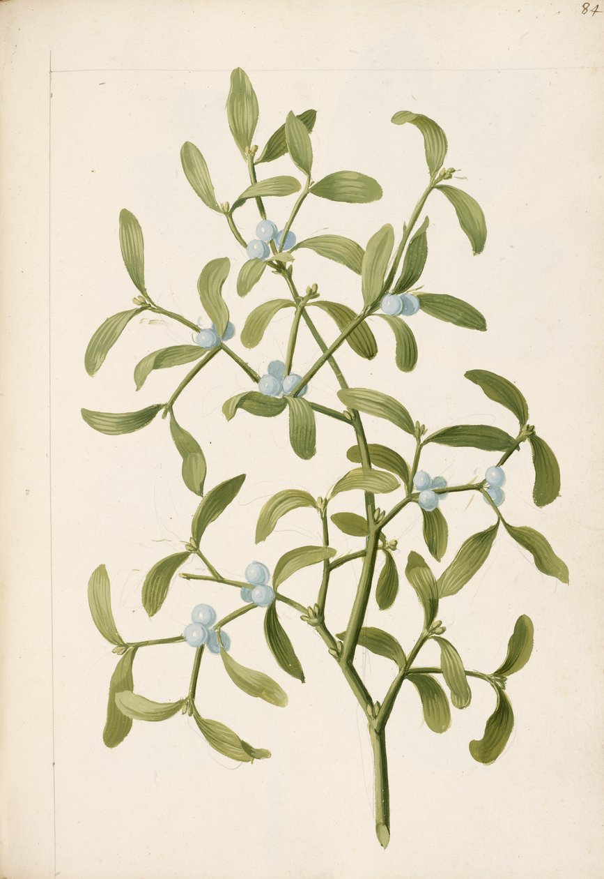 Jmelí. Hemiparazitická rostlina, cca 1664 (litho) od English School