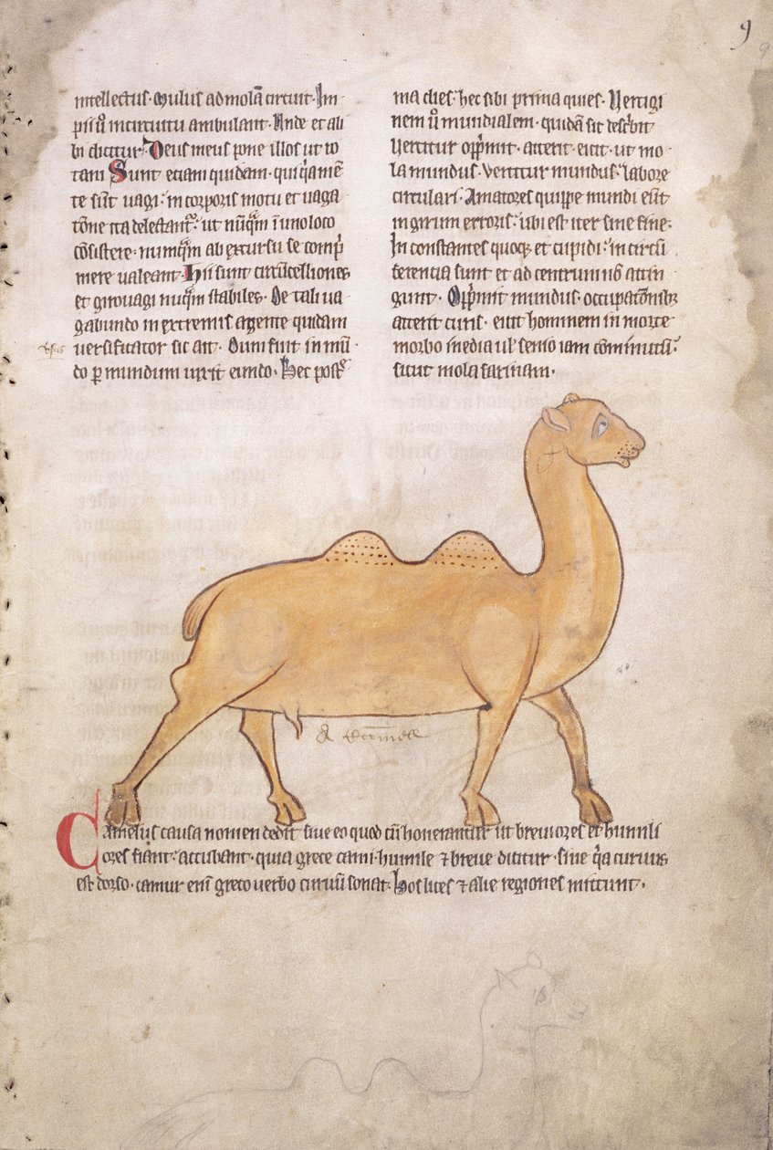 Ms.254 f.9r Velbloud z latinského bestiáře, angličtina, počátek 13. století (rukopis) od English School