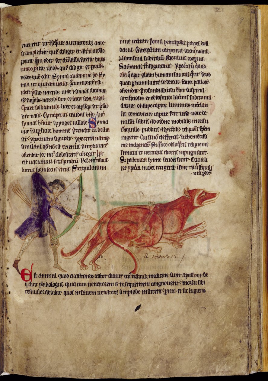 Ms 254, f.19r: Lovec mířící šípem na dva bobry, z Bestiáře, začátek 13. století (pergamen) od English School