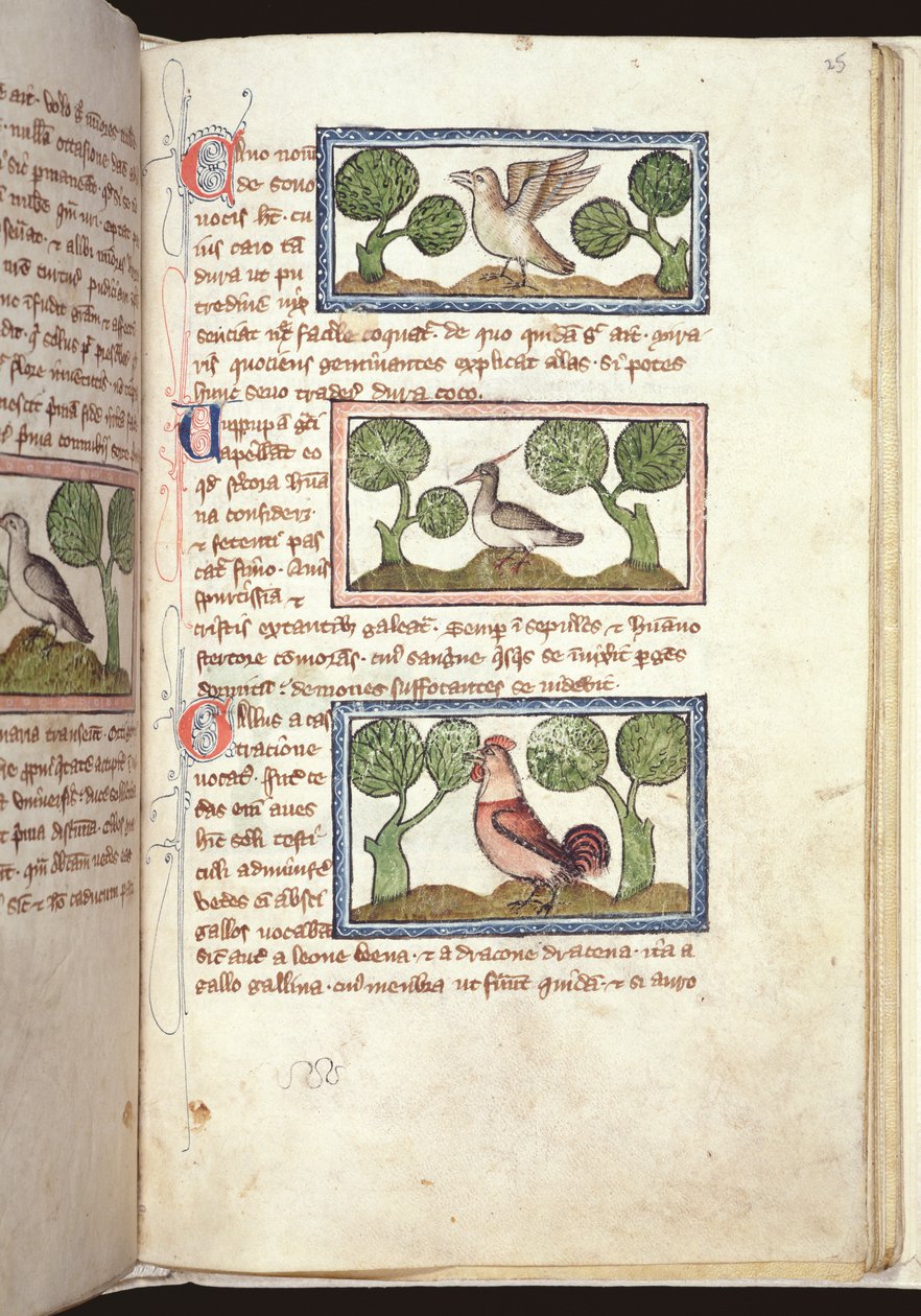 Ms 379, f.25r: Tři ptáci na zemi, z Bestiáře, začátek 14. století (pergamen) od English School