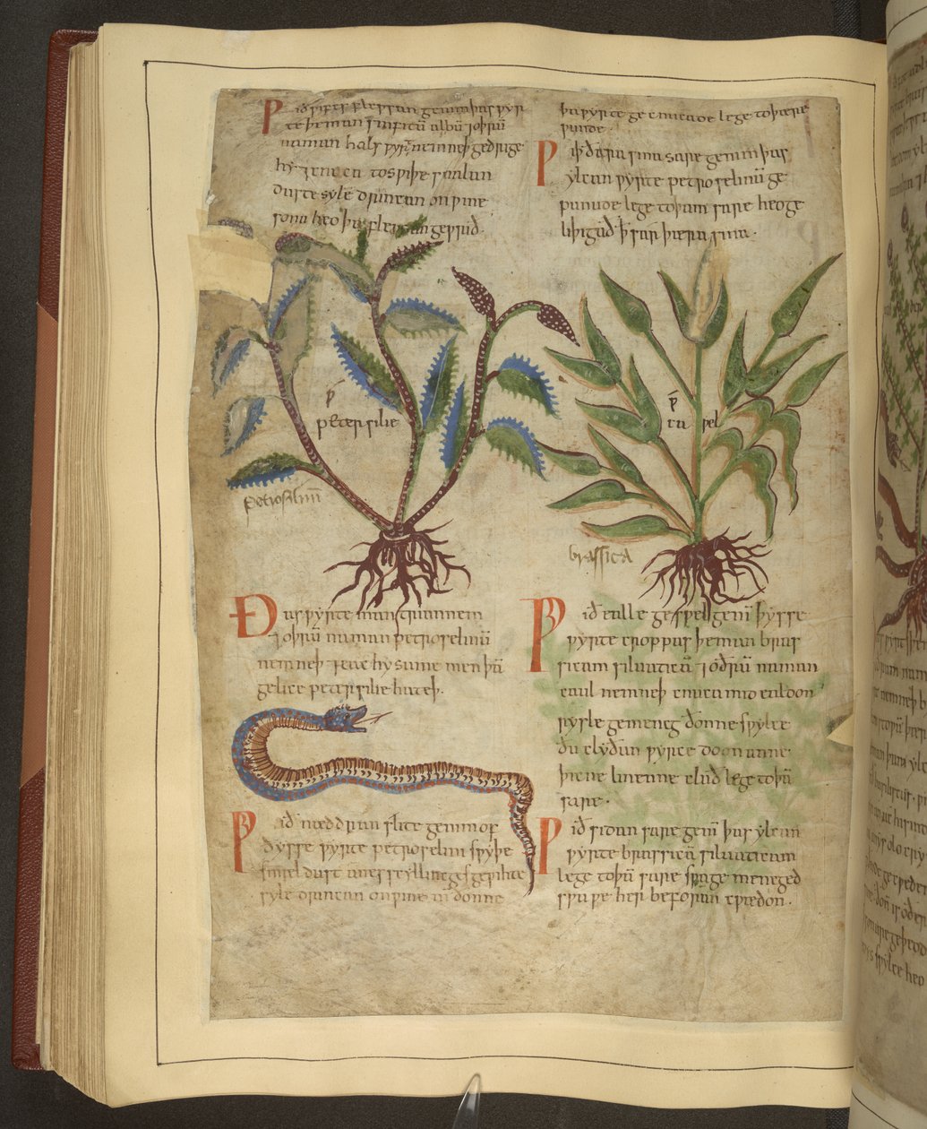 Paní Cotton Vitellius C.III fol.56v Ilustrace Petersilie, Cawel a Snake, ze staroanglické bylinky původně od Apuleia (123-80 AD), počátek 11. století (vellum) od English School