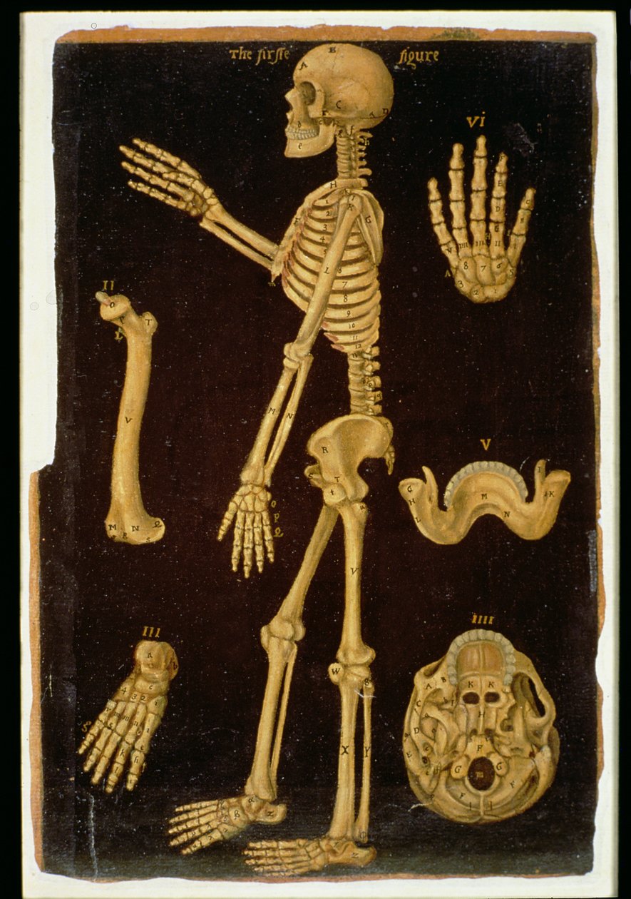 Ms Hunter 364 Tabulka III Pitva, z Anatomických tabulek, John Banister (1540-1610) (olej na hnědém papíře) od English School