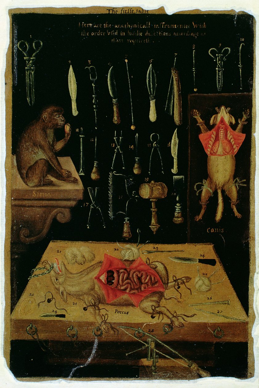 Paní Hunter 364 Table I pitevní nástroje, od Anatomical Tables, John Banister (1540-1610) (olej na hnědém papíře) od English School