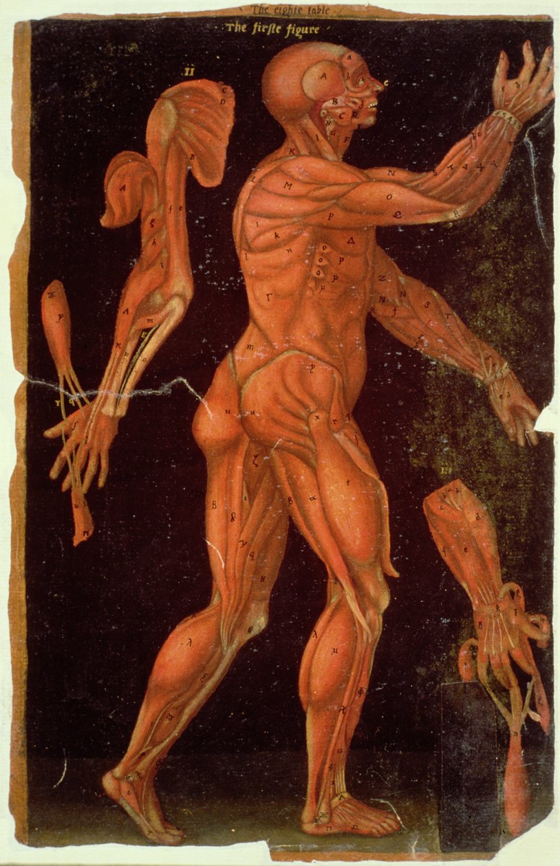 Ms Hunter 364 Tabulka VIII Pitva, z Anatomických tabulek, John Banister (1540-1610) (olej na hnědém papíře) od English School