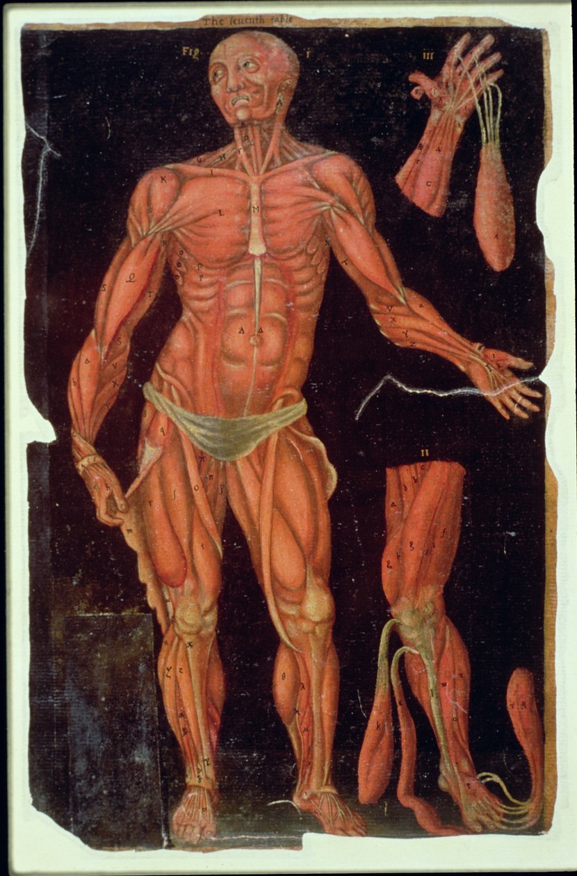 Ms Hunter 364 Tabulka VII Pitva, z Anatomických tabulek, John Banister (1540-1610) (olej na hnědém papíře) od English School