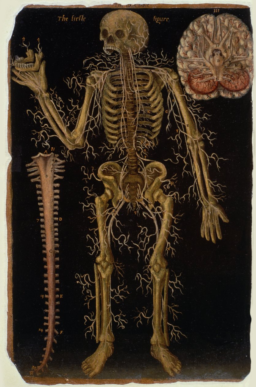 Paní Hunter 364 Table VI Dissection, from Anatomical Tables, John Banister (1540-1610) (olej na hnědém papíře) od English School