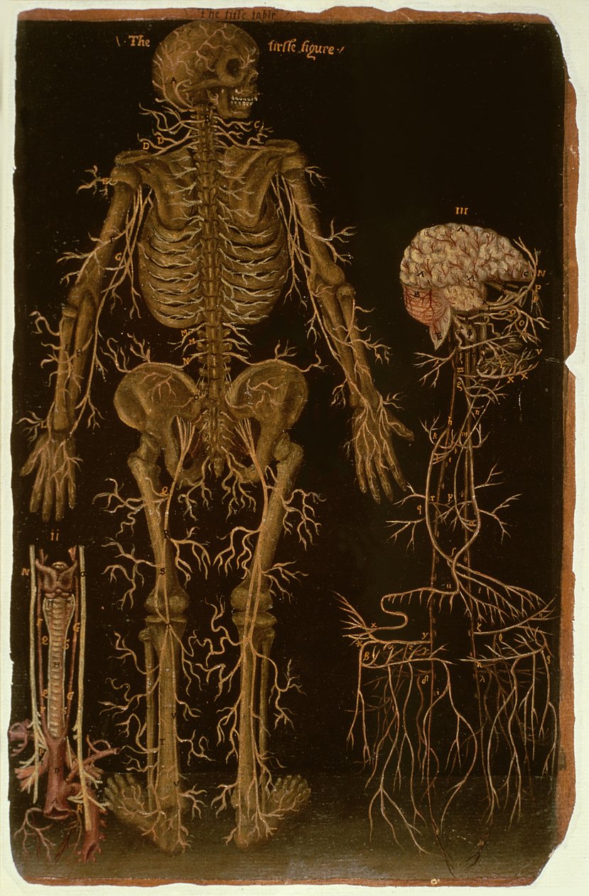 Paní Hunter 364 Table V Dissection, from Anatomical Tables, John Banister (1540-1610) (olej na hnědém papíře) od English School