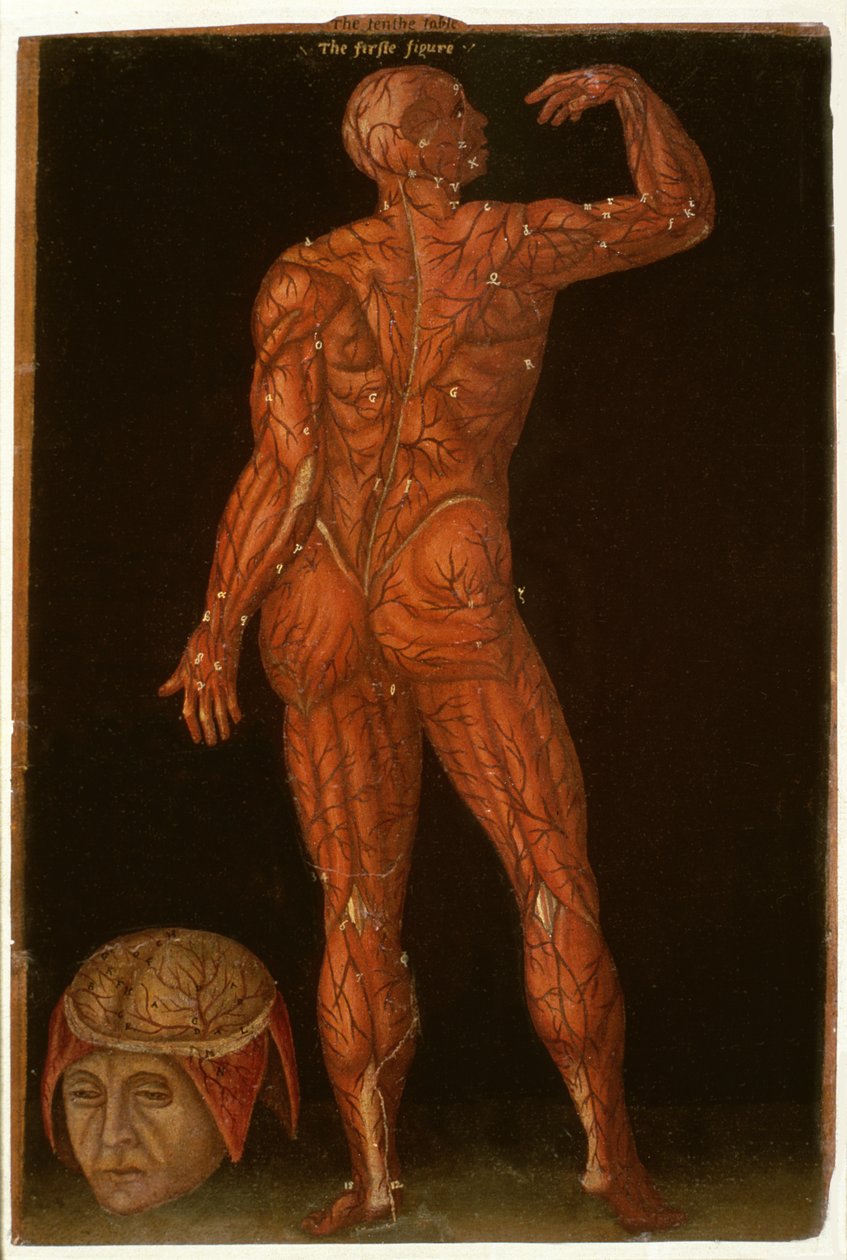 Paní Hunter 364 Table X Dissection, from Anatomical Tables, John Banister (1540-1610) (olej na hnědém papíře) od English School
