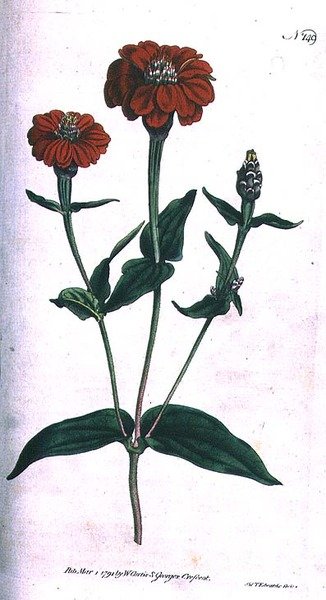 Cínie mnohokvětá (Zinnia multiflora), deska 149 od Williama Curtise 