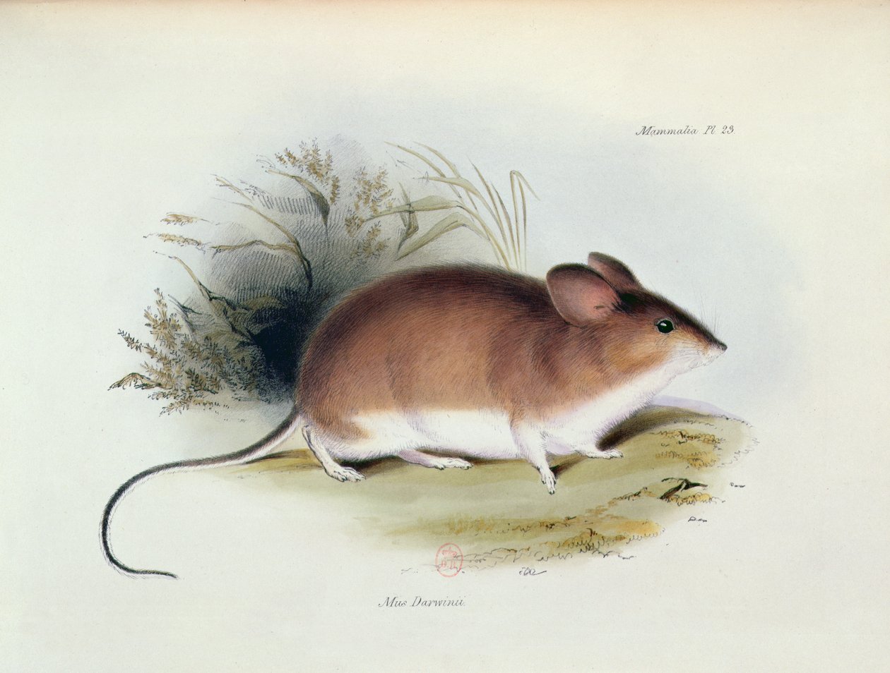 Mus Darwinii, ilustrace z The Zoology of the Voyage of H.M.S. Bígl, 1832-36, Charles Darwin (1809-92), 1840 od English School