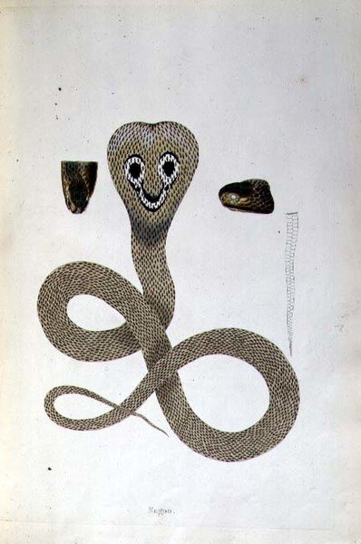 Nagoo Snake z knihy „An Account of Indian Serpents sebraných z pobřeží Coromandel“ od Patricka Russella, Londýn od English School