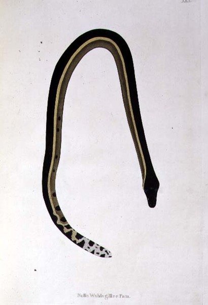 Nalla Wahlagillee Pam Snake z knihy „An Account of Indian Serpents sebraných z pobřeží Coromandel“ od Patricka Russella, Londýn od English School