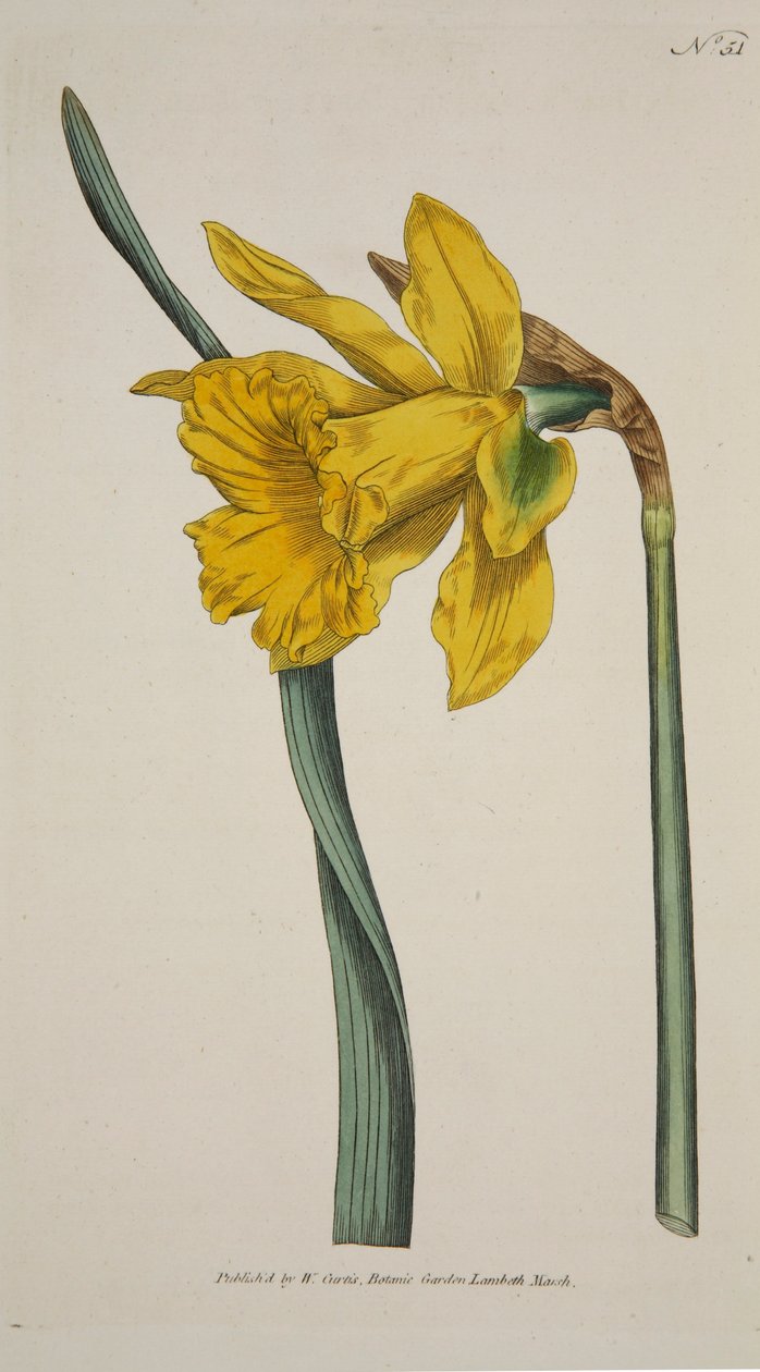 Narcis Major Velký narcis, hospoda. 1793 ručně kolorovaná rytina. od English School