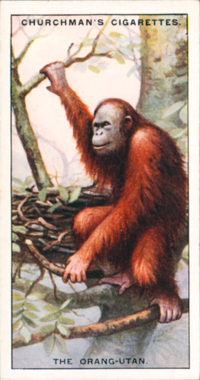 Architekti přírody: Orangutan (barevná litografie) od English School