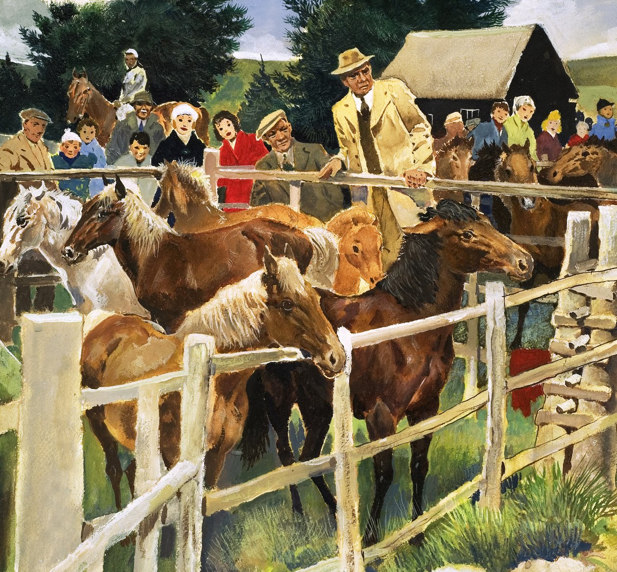 Poníci z Nového pralesa na prodej, ilustrace z knihy 