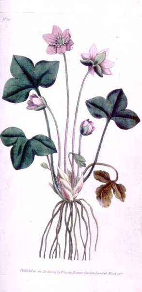 Ušlechtilý jaterník (Anemone hepatica), deska 10 od Williama Curtise 