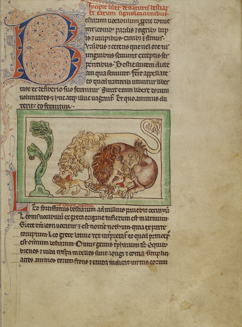 Northumberland Bestiary, cca 1250-60 (barevné lazury a inkoust na pergamenu) od English School