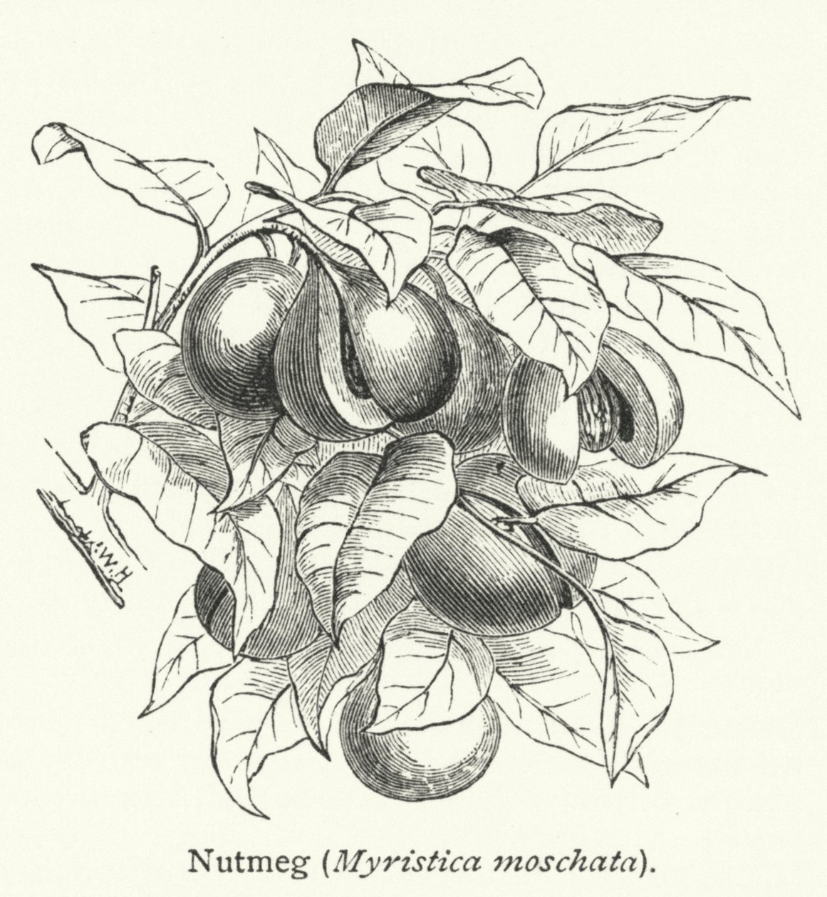 Muškátový oříšek (Myristica moschata) (rytina) od English School